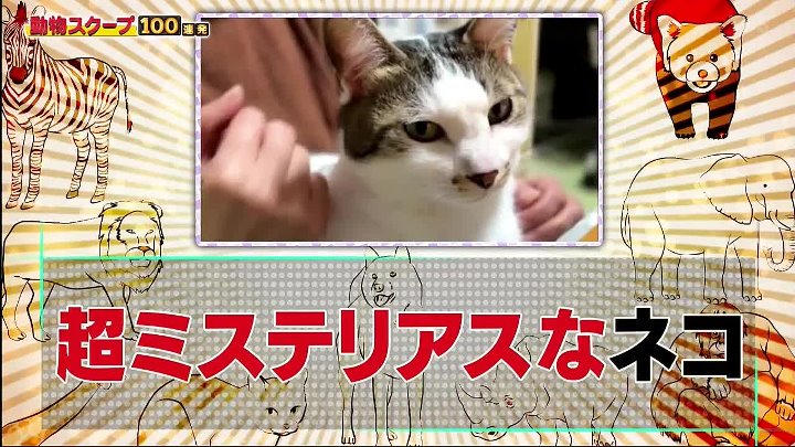 動物スクープ100連発 動画 Snow Man佐久間が猫の魅力を自ら撮影 | 2023年2月9日