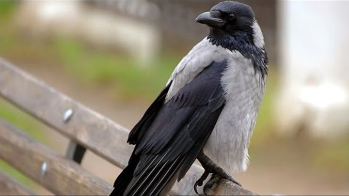 Городская ворона фото Городская ворона фото