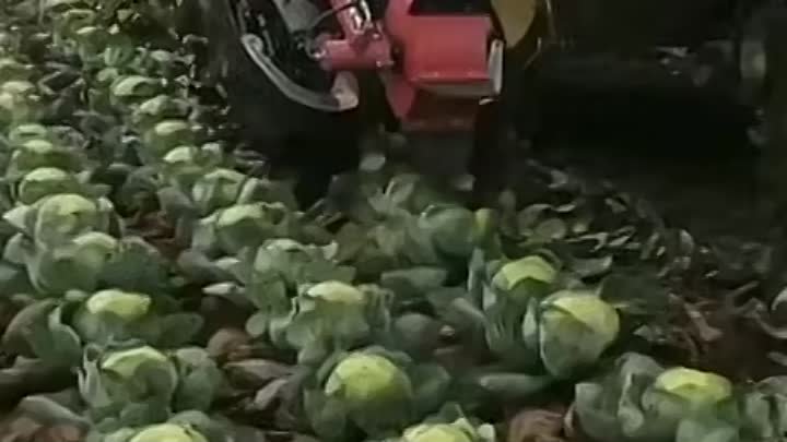 Как собирают урожай капусты 😍