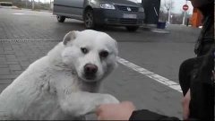 Friendly stray dog