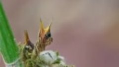 🕊Краснобрюхий солнечный колибри кормит птенцов