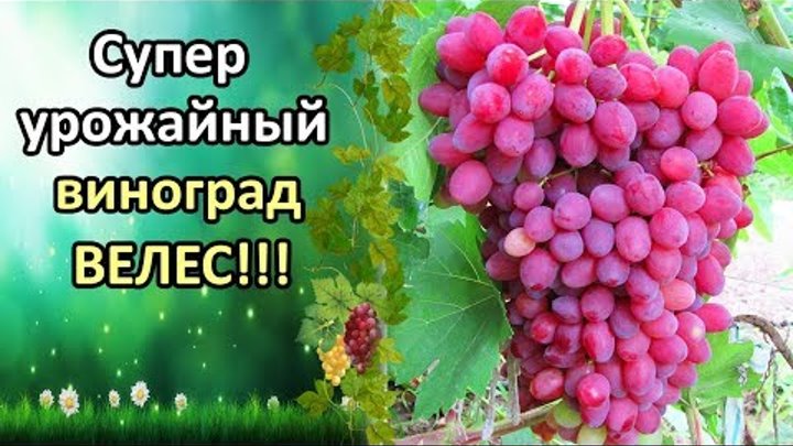 Виноград кишмиш велес описание сорта фото Виноград кишмиш велес описание сорта фото