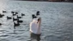 Самая красивая семья города! 🦢🦢🦢