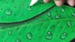Как нарисовать капли воды на листьях