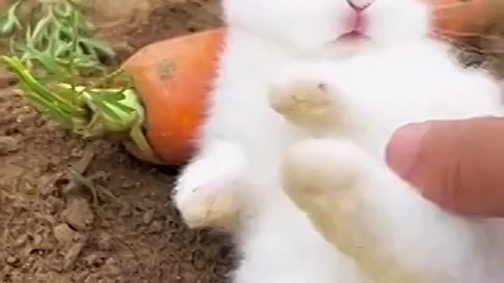 Симпатичный кролик!