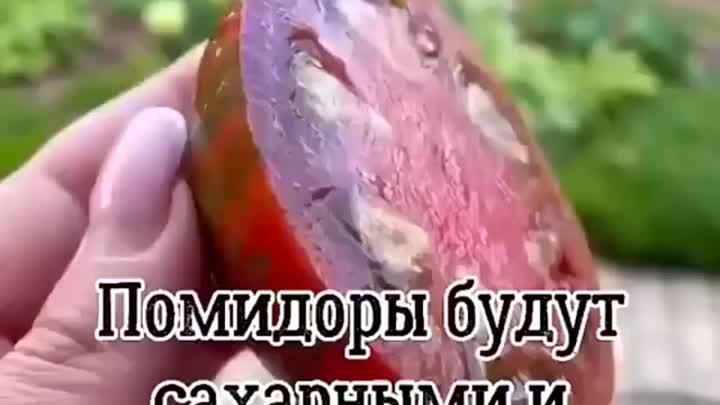 Увеличиваем скорость созревания помидоров 🍅