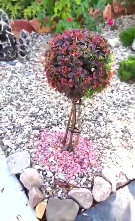 Барбарис на штамбе фото в ландшафтном дизайне Барбарис на штамбе фото в ландшафтном дизайне