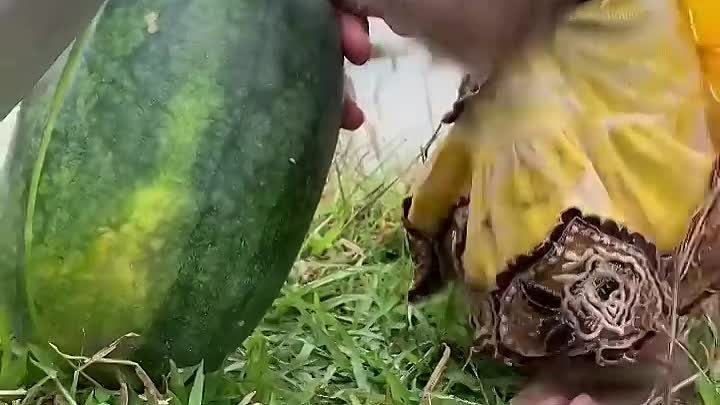 Monkey helps watermelon (720p)