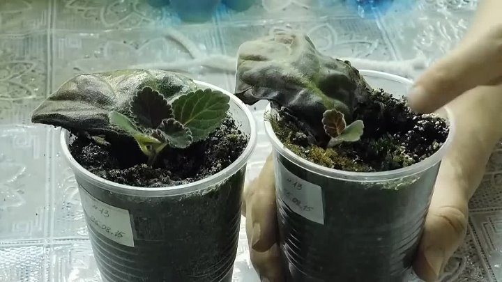 Размножение глоксинии листом фото Размножение глоксинии листом фото