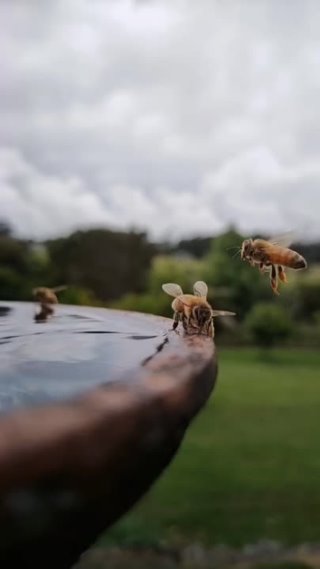 Пчелы на водопое. 