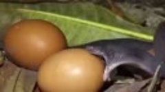 Африканский яйцеед