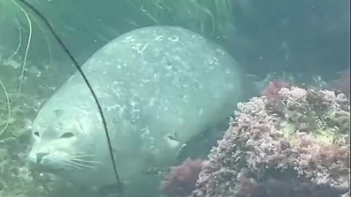 🦭 Тюлени могут спать под водой до 30 минут