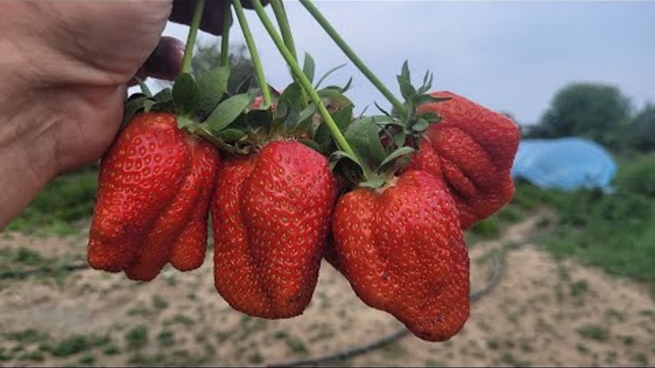 Клубника люция фото Клубника люция фото