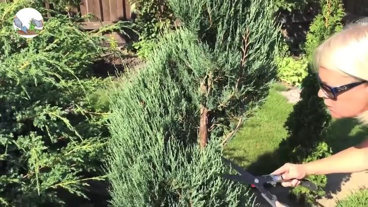 Как подстричь можжевельник обыкновенный фото Как подстричь можжевельник обыкновенный фото