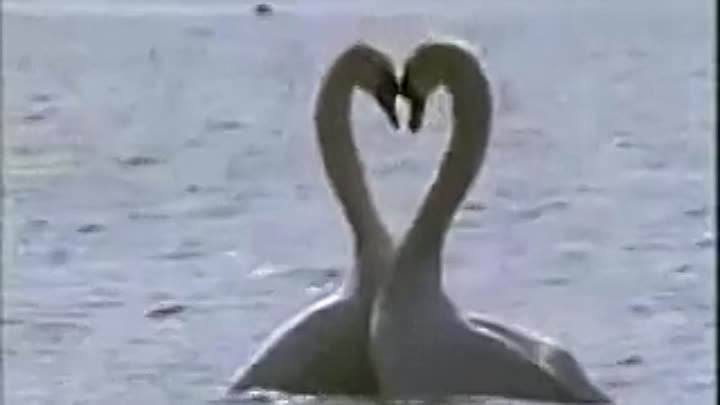 Лебединая любовь. Нереально красивое видео!!!!!!