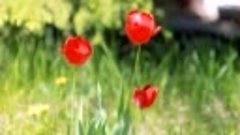 Футаж — Три красных тюльпана. Футажи (footage) красивая прир...
