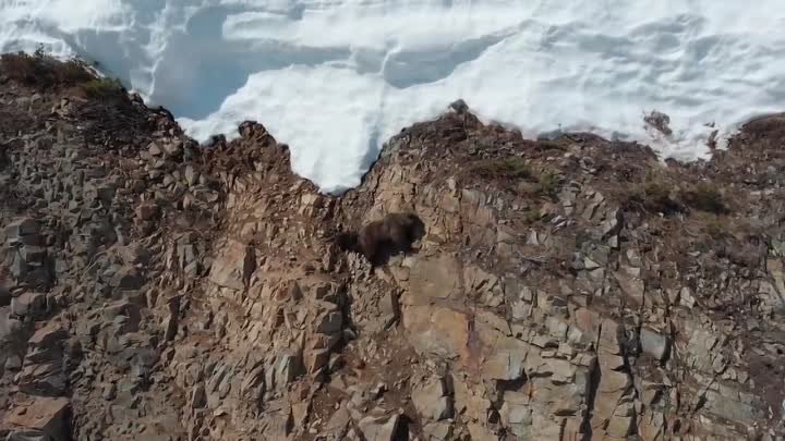 Спасение медвежонка на скальном обрыве.  ( полная версия ).