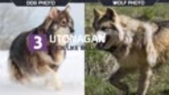 10 Dogs That Look Like Wolves