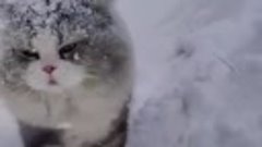 Котики и снег 😅