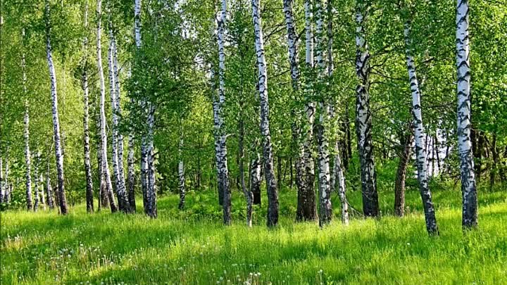 Открой березки. Березовая роща Удмуртия. Береза в Удмуртии. Березовый лес. Березовый лес и небо.