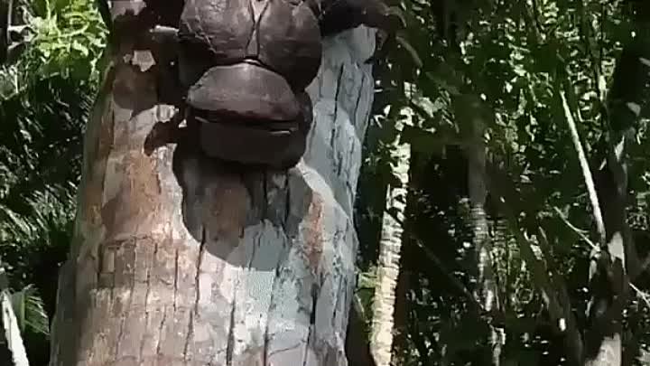 кокосовый краб