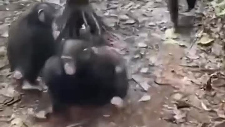 Детёныши шимпанзе приветствуют нового члена заповедника (