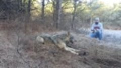 Timber Wolf Release by John Oens 2015 HD.mp4