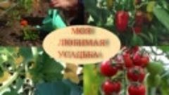 Урожайные высокорослые сорта и гибриды томатов