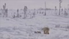 ❄️ 27 февраля - Международный день полярного медведя