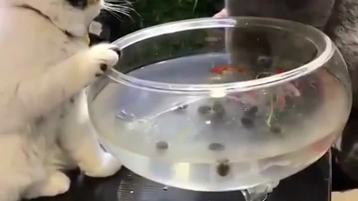 Кот аквариумист отгоняет своего наглого друга от своего аквариума.