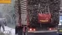 Слон в Тайланде научилися грабить грузовики с сахарным трост...