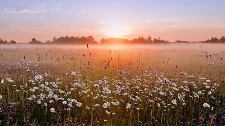 Поле утро фото Поле утро фото