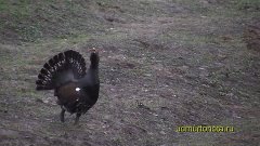 Храбрый глухарь 2 (Wild cock 2)