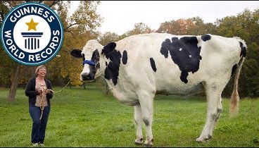 Meet Blosom the tallest cow ever - Guinness World Records