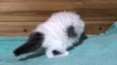 Котик британская длинношерстная порода/Хайленд 