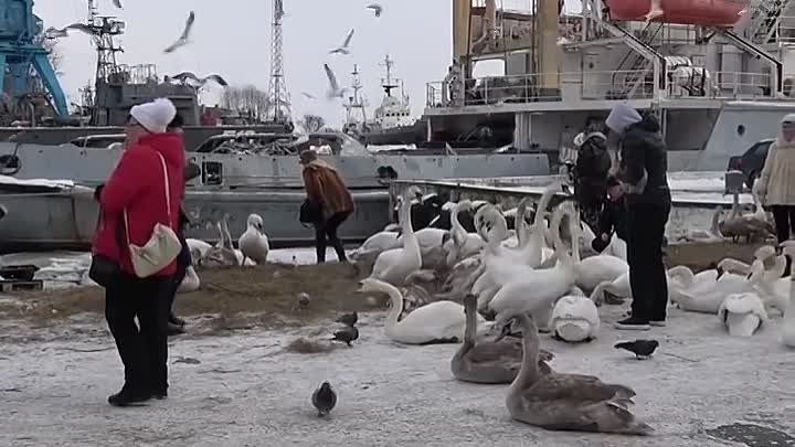 Спасение замёрзших лебедей