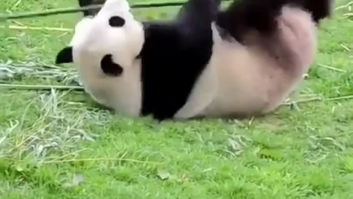 Кунг-фу панда, она существует!