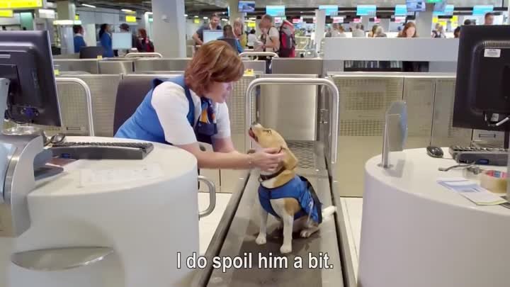 В аэропорту Амстердама работает уникальный пес,посмотрите