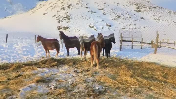 жеребята бегают по загону с текстом