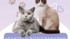 1 Марта в России отмечают День кошек