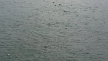 Десятки дельфинов в Утрише.