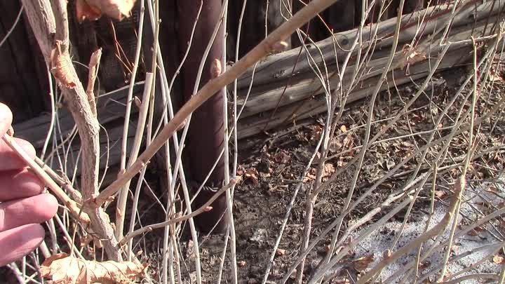 Заготовка черенков смородины черной (ранняя весна)