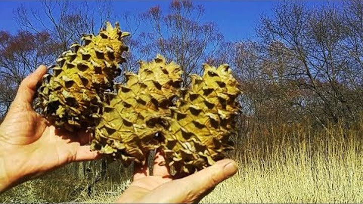 Кедровая шишка приморский край фото Кедровая шишка приморский край фото