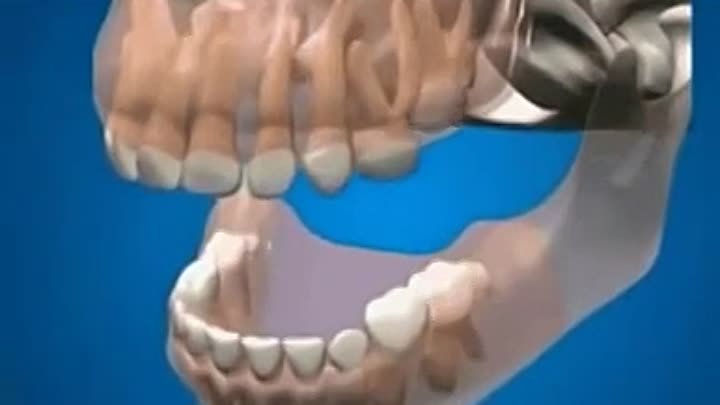 Прорезание зубов и формирование постоянного зубного ряда