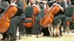 Котик и оркестр