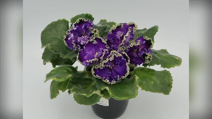 Ав гром и молнии фиалка фото Ав гром и молнии фиалка фото