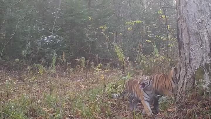 Тигрица и двое тигрят, центр "Амурский тигр"