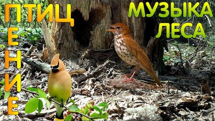 Птицы, Природа, Лес, Весна, Слушать пение птиц онлайн, Релакс, Медит ...