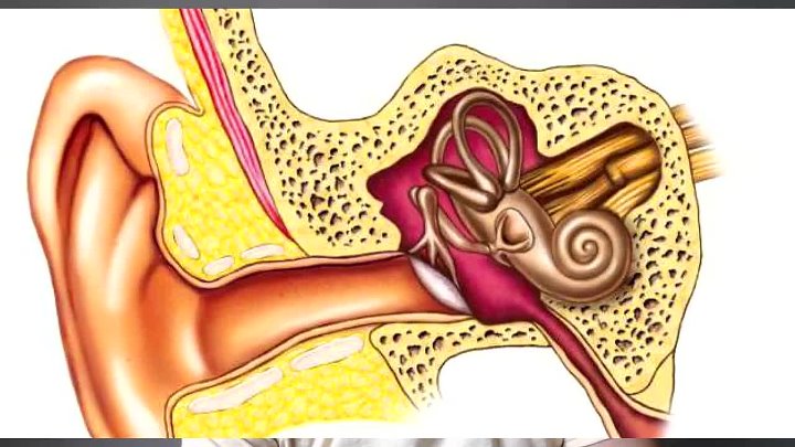 Внутреннее ухо фото Внутреннее ухо фото
