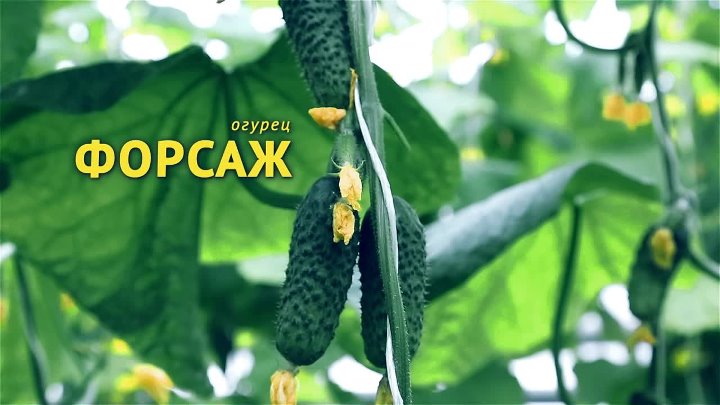 Огурец форсаж фото и описание Огурец форсаж фото и описание